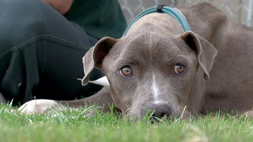 Pit Bulls and Parolees Season 3 Episode 12 - End of the Road