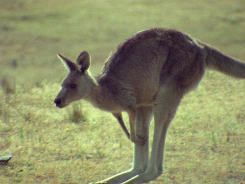 Life on Earth Season 1 Episode 9 - The Rise of the Mammals