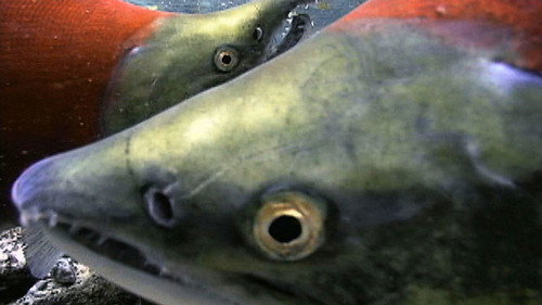 Nature Season 29 Episode 13 - Salmon: Running the Gauntlet