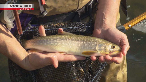 Wild Hokkaido! Season 7 Episode 12 - Stream, Lake, and Sea Fishing on Rebun Island