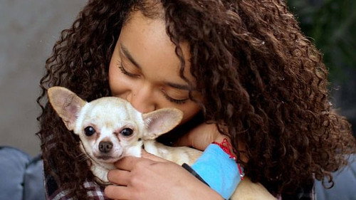 Do Dogs Really Love Us? still