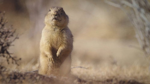 Prairie Dog Manor Season 1 Episode 3 - New Sheriff in Town