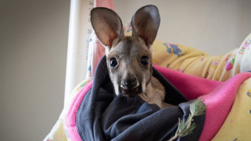 Back Roads Season 10 Episode 6 - Wheatbelt Animal Carers, WA