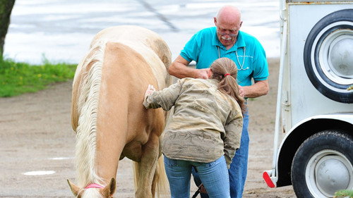 The Incredible Dr. Pol Season 1 Episode 3 - Up Sheep's Creek
