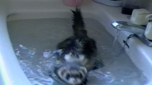 Funniest Pets & People Season 2 Episode 6 - Sink or Swim