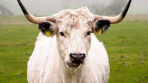 Countryfile Season 35 Episode 6 - Allerton