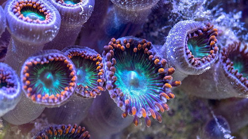 NOVA Season 48 Episode 7 - Reef Rescue