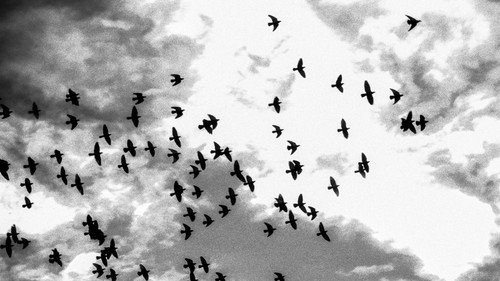 Ulisse - The Pleasure of Discovery Season 10 Episode 5 - Swarms