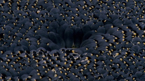 Round Planet Season 1 Episode 6 - Penguins