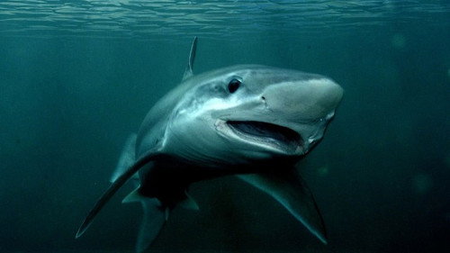 What if sharks disappeared? still