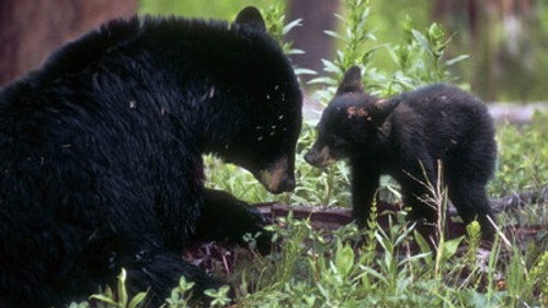 Natural World Season 29 Episode 5 - Bringing Up Baby