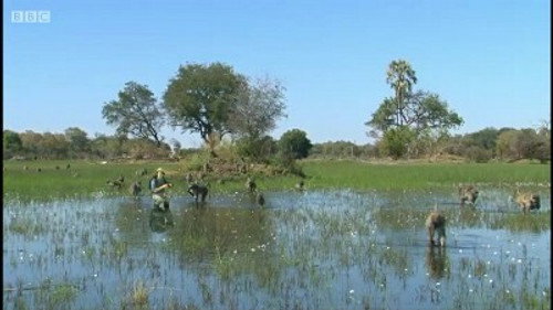 Andy's Wild Adventures Season 2 Episode 13 - Okavango Safari