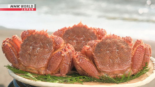 Trails to Oishii Tokyo Season 4 Episode 24 - HORSEHAIR CRABS