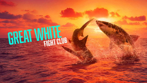 Shark Week Season 36 Episode 5 - Great White Fight Club
