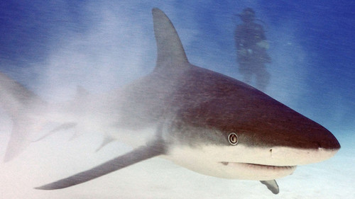 Great Blue Wild Season 1 Episode 1 - Socorro