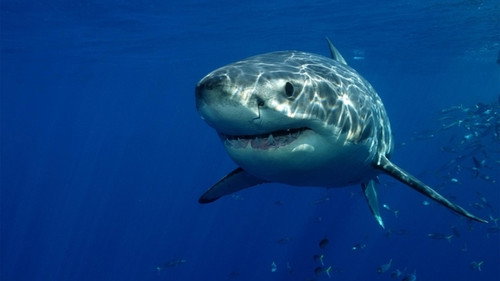 When Sharks Attack Season 3 Episode 3 - Carolina Chaos