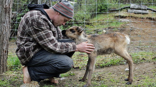 Dr. Oakley, Yukon Vet Season 5 Episode 4 - Bear Trapped