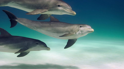 Animal Season 2 Episode 4 - Dolphins