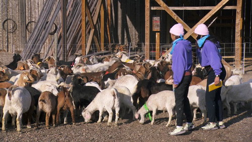 The Amazing Race Canada Season 8 Episode 2 - Goatageddon