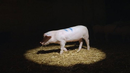 How Smart Are the Animals We Eat still