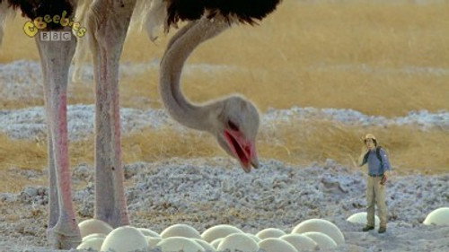 Andy's Wild Adventures Season 1 Episode 17 - Ostriches