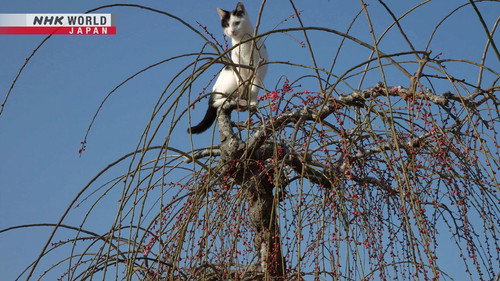 A Cat's-Eye View of Japan Season 1 Episode 15 - Nara: An Ancient Capital Awaits Spring
