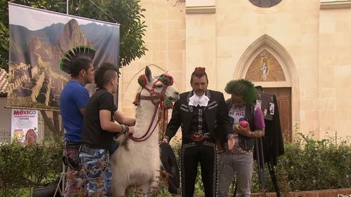Llama the llama still