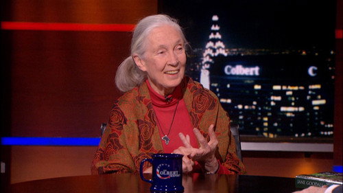 Jane Goodall still