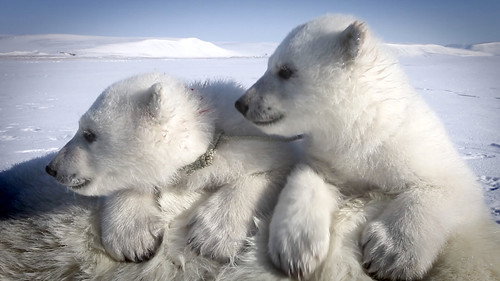 72 Cutest Animals Season 1 Episode 10 - Pole to Pole