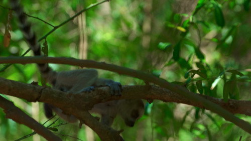 Gangs of Lemur Island Season 1 Episode 4 - The Road to Independence