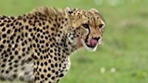 The Secret Lives Of Big Cats Season 1 Episode 7 - The Secret Lives of Cheetahs