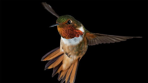 Nature Season 28 Episode 5 - Hummingbirds: Magic in the Air