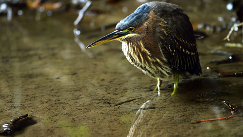 Natural World Season 31 Episode 3 - Heligan: Secrets of the Lost Garden