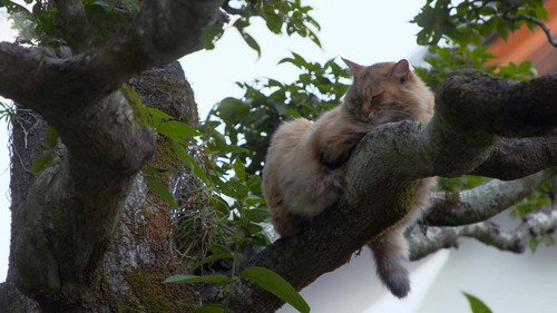A Cat's-Eye View of Japan Season 5 Episode 4 - Ehime: Cats in a Literary Town