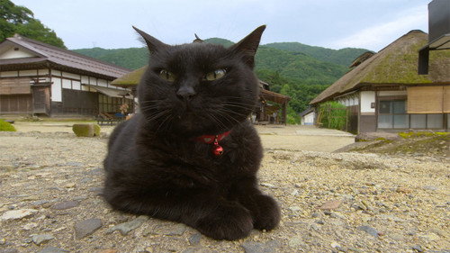 A Cat's-Eye View of Japan Season 1 Episode 12 - Aizu: A Quaint Castle Town