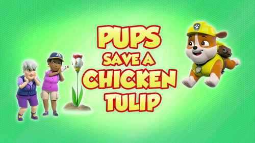 Pups Save a Chicken Tulip still
