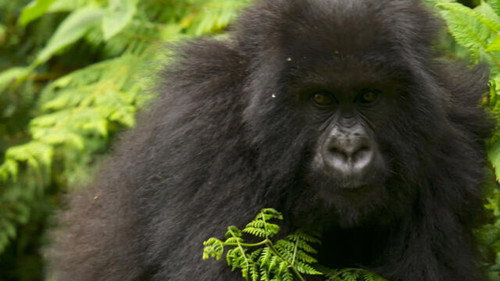 Saving the Mountain Gorillas; Deep Springs, Gucci still