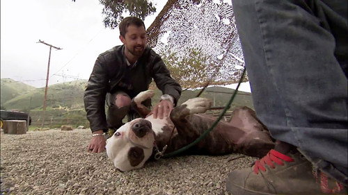 Pit Bulls and Parolees Season 3 Episode 2 - Prison Break