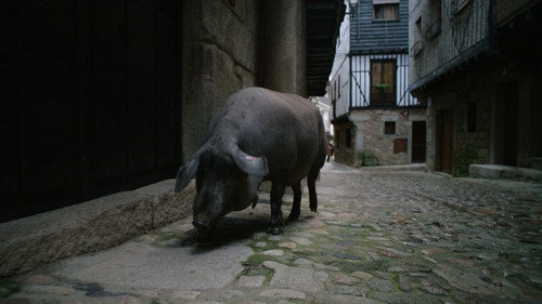 Pig still