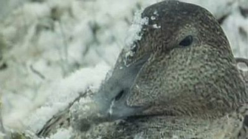 Natural World Season 17 Episode 14 - Tough Ducks