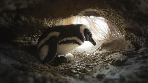 Secrets of the Penguins Season 1 Episode 2 - Survival of the Smartest