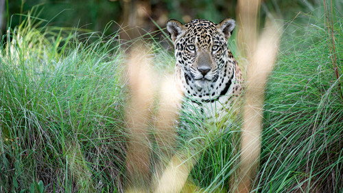 Natural World Season 36 Episode 8 - Jaguars: Brazil's Super Cats