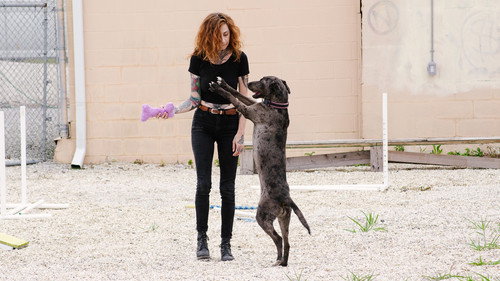 Pit Bulls and Parolees Season 14 Episode 3 - Pack of Puppies