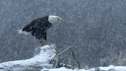 Yellowstone: One-Fifty Season 1 Episode 2 - Winter's Majesty
