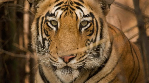 Secrets of Wild India Season 1 Episode 2 - Tiger Jungles