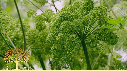 Gardeners' World Season 54 Episode 16 - Episode 16