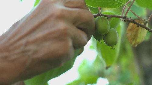 Natur im Garten Season 25 Episode 20 - Episode 20