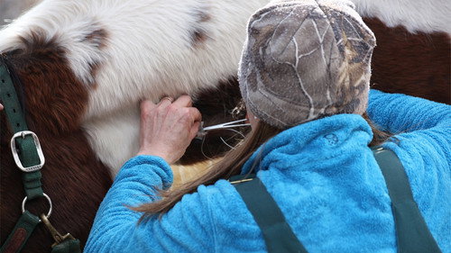 Dr. Oakley, Yukon Vet Season 3 Episode 2 - Steer Clear
