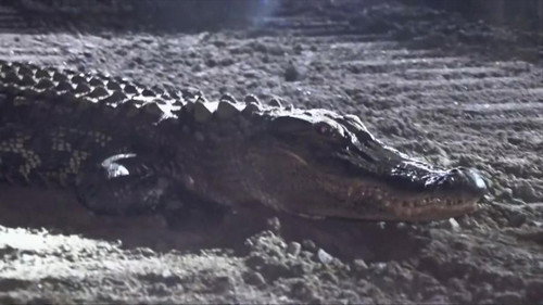 Alligator Incident still