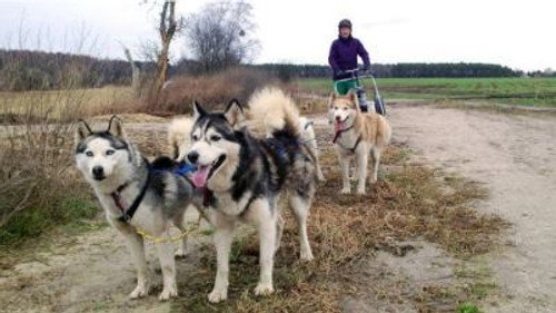 Kesslers Expedition Season 4 Episode 4 - So weit die Huskys laufen (4)